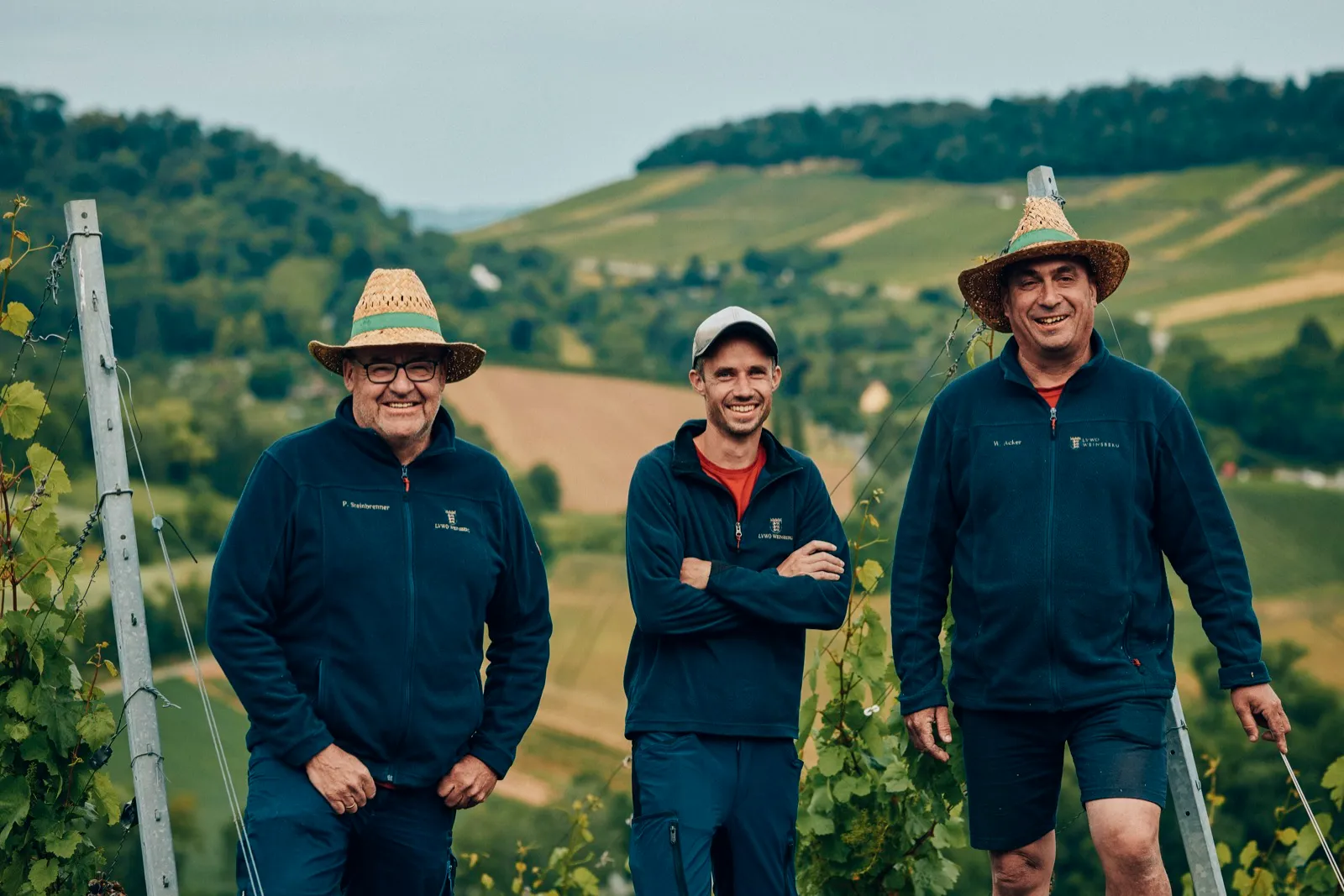 Weinbergsteam zwischen den Reben